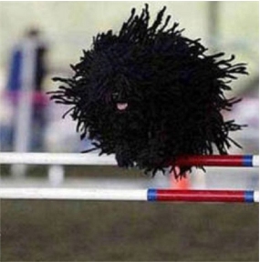Black, corded Puli jumping over an obstacle